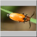 Anostirus castaneus - Schnellkaefer 03 8mm.jpg